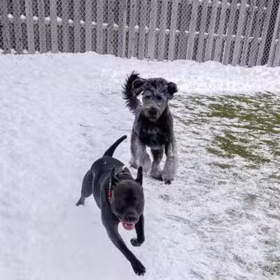 Mitten Dog Company - Mason,