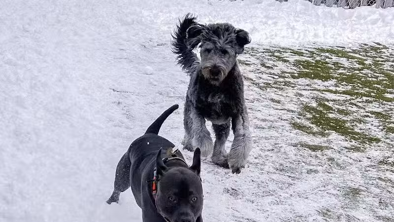 Mitten Dog Company - Mason,