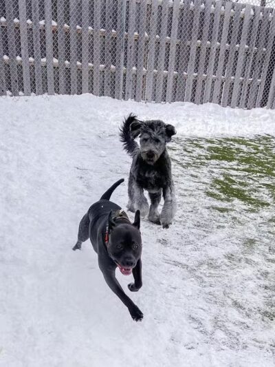 Mitten Dog Company - Mason,