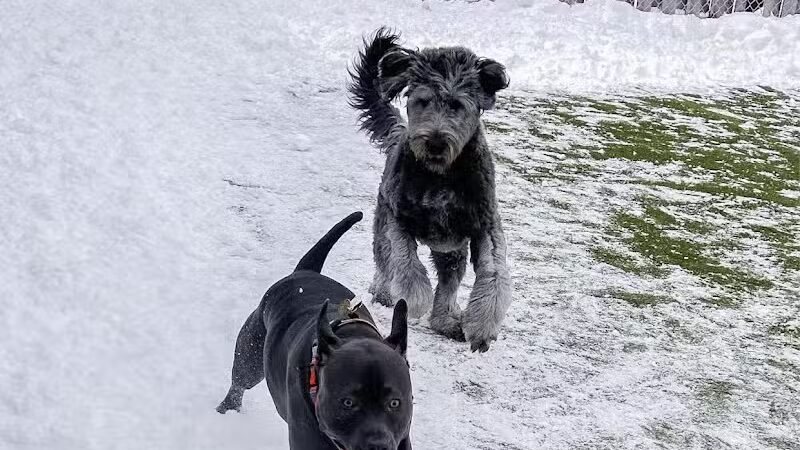 Mitten Dog Company - Mason,
