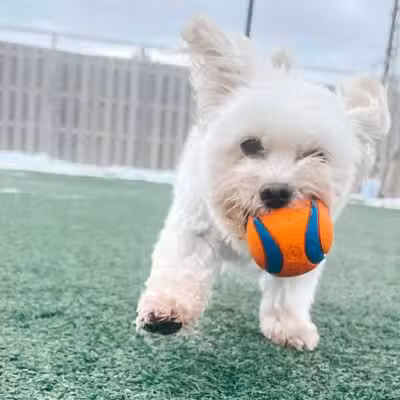 Mitten Dog Company - Mason,