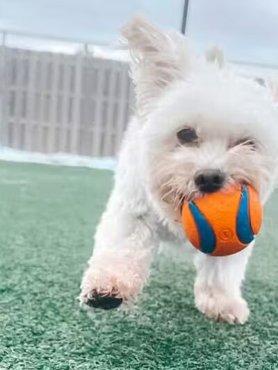 Mitten Dog Company - Mason,