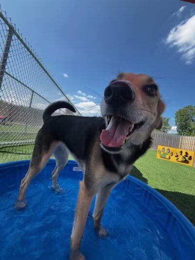 Mitten Dog Company - Mason,