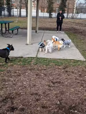 Town of Oyster Bay Dog Park - Massapequa, NY