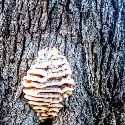 Mattawan Park - Mattawan,