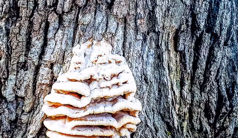 Mattawan Park - Mattawan,