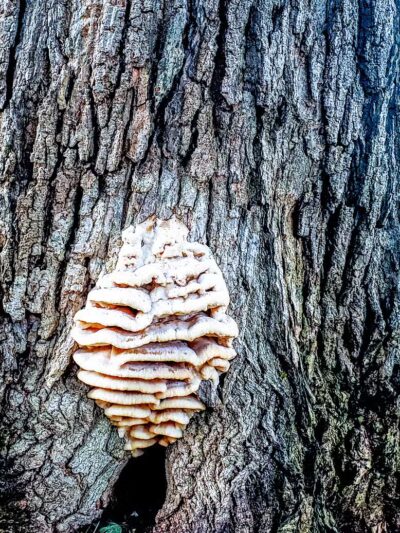 Mattawan Park - Mattawan,