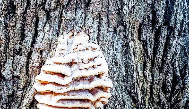 Mattawan Park - Mattawan,