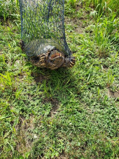 Maynard City Park - Maynard, IA