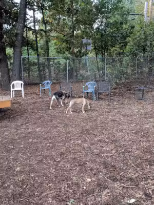 Maynard Dog Park - Maynard, MA