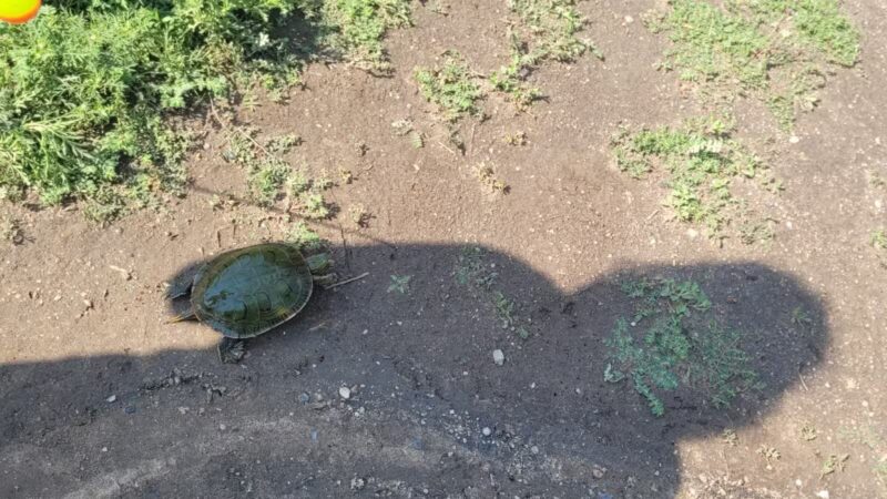 McCook K9 Korner - McCook, NE