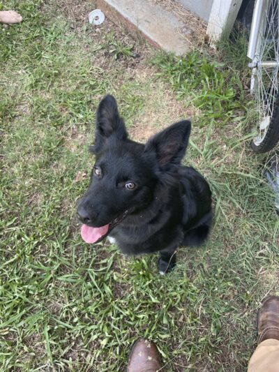Ferry Good Dog Training - McCormick, SC
