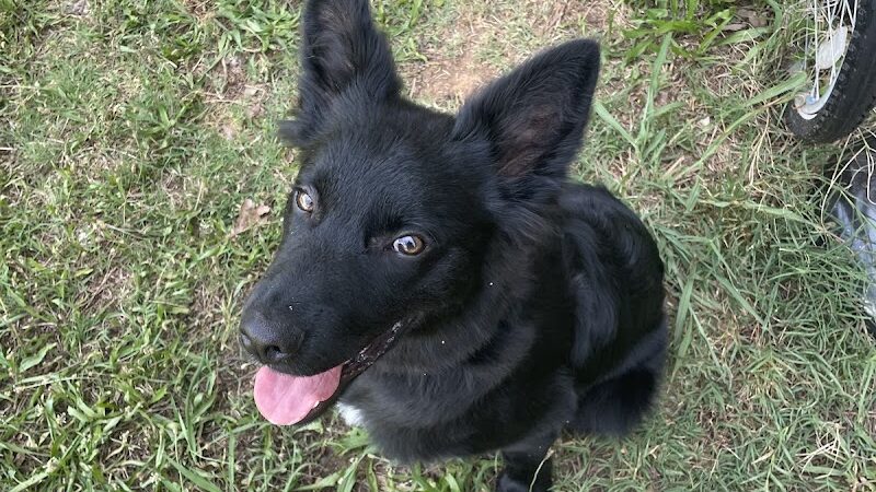 Ferry Good Dog Training - McCormick, SC