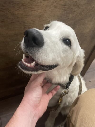 Ferry Good Dog Training - McCormick, SC