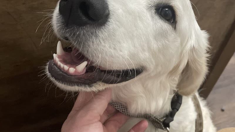 Ferry Good Dog Training - McCormick, SC