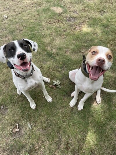 Ferry Good Dog Training - McCormick, SC