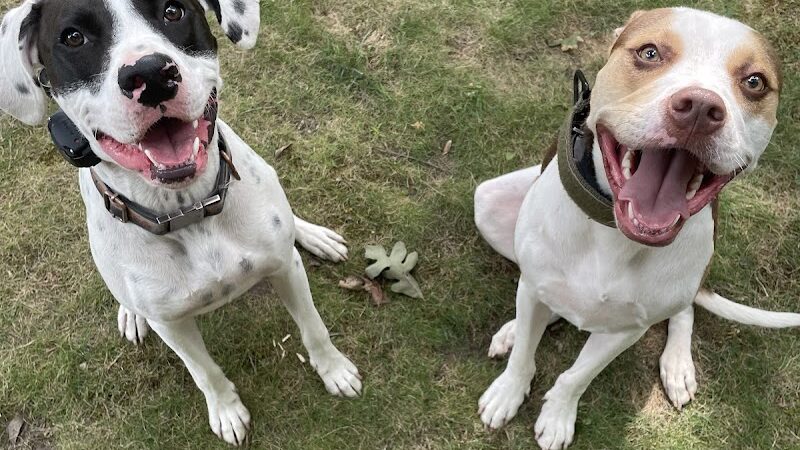 Ferry Good Dog Training - McCormick, SC