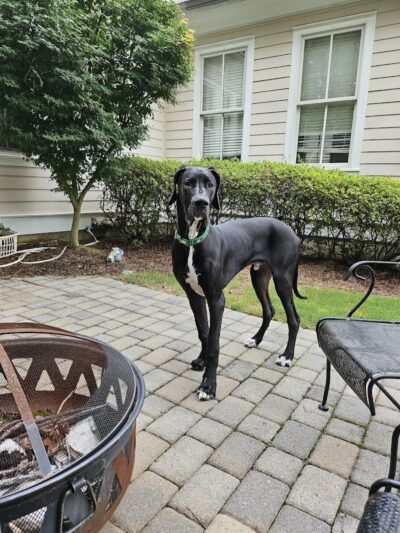 Ferry Good Dog Training - McCormick, SC