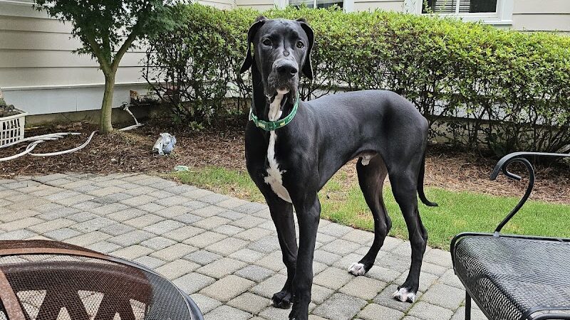 Ferry Good Dog Training - McCormick, SC