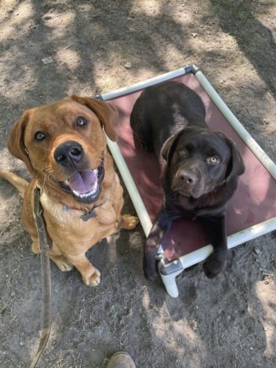 Ferry Good Dog Training - McCormick, SC