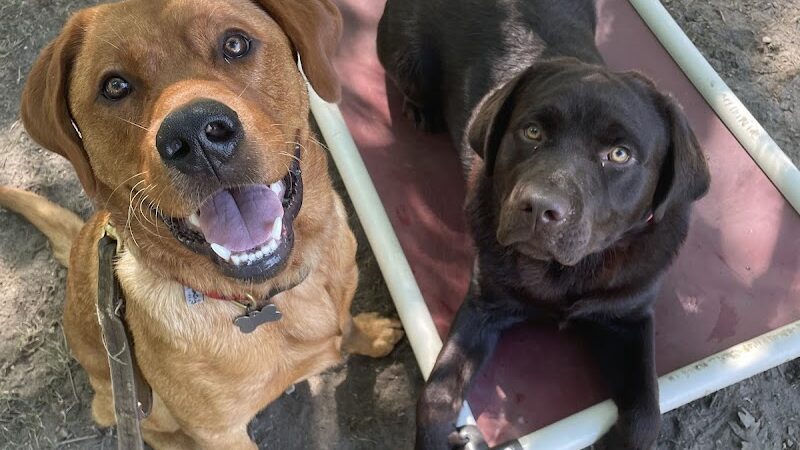 Ferry Good Dog Training - McCormick, SC