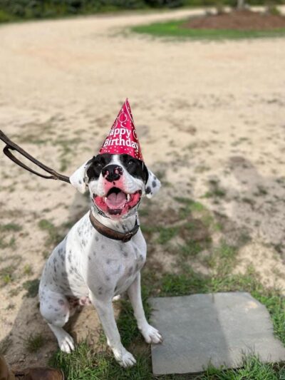 Ferry Good Dog Training - McCormick, SC