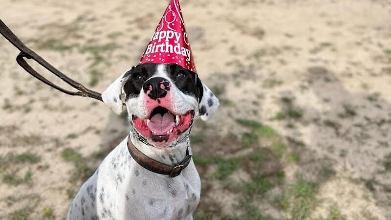 Ferry Good Dog Training - McCormick, SC