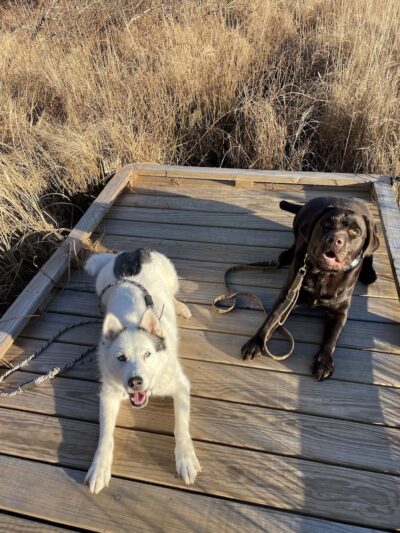 Ferry Good Dog Training - McCormick, SC