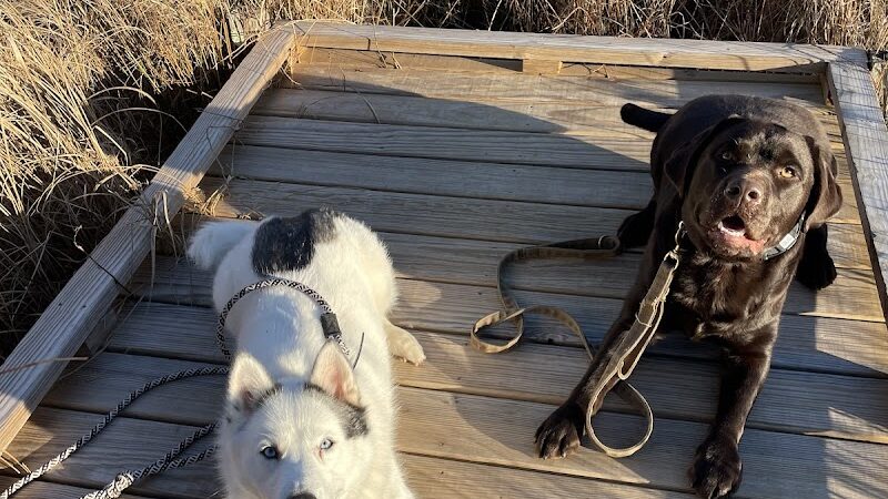 Ferry Good Dog Training - McCormick, SC