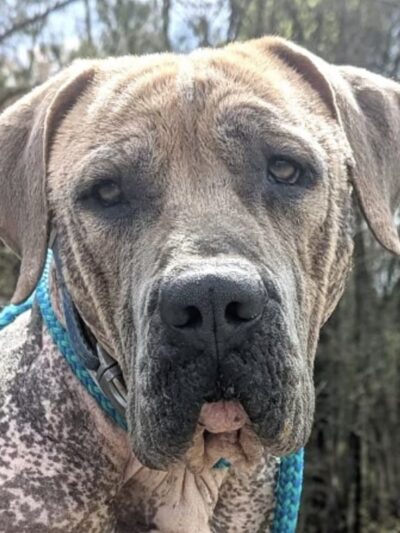 Ferry Good Dog Training - McCormick, SC