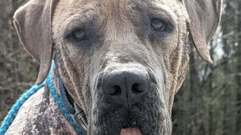 Ferry Good Dog Training - McCormick, SC