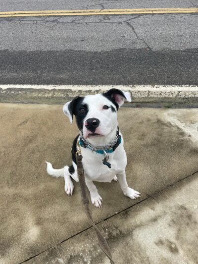 Ferry Good Dog Training - McCormick, SC