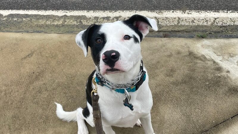 Ferry Good Dog Training - McCormick, SC