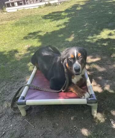 Ferry Good Dog Training - McCormick, SC