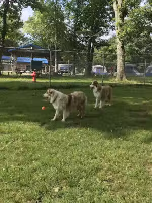 Garrett County Dog Park - McHenry, MD