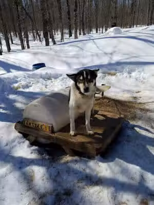 Nature's Kennel Sled Dog Racing and Adventures - McMillan,