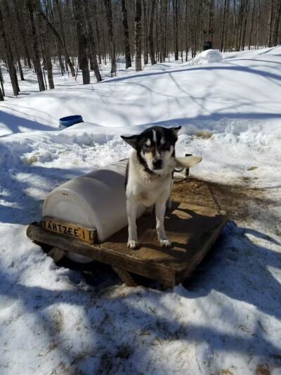 Nature's Kennel Sled Dog Racing and Adventures - McMillan,
