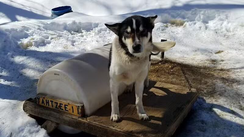 Nature's Kennel Sled Dog Racing and Adventures - McMillan,