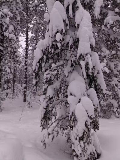 Nature's Kennel Sled Dog Racing and Adventures - McMillan,