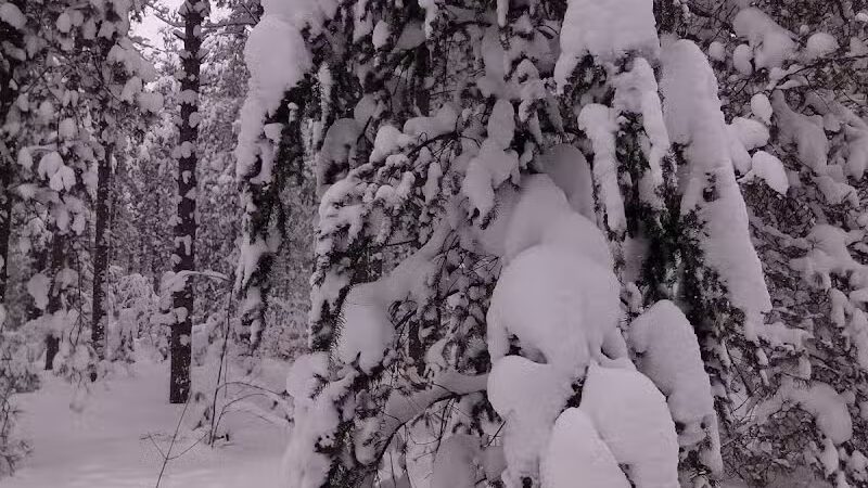 Nature's Kennel Sled Dog Racing and Adventures - McMillan,