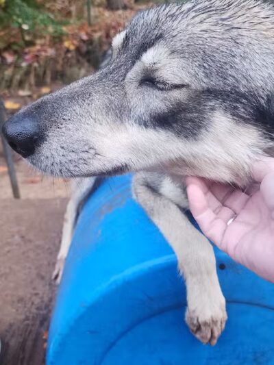 Nature's Kennel Sled Dog Racing and Adventures - McMillan,