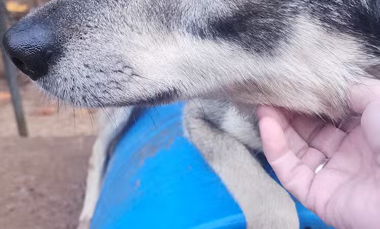 Nature's Kennel Sled Dog Racing and Adventures - McMillan,