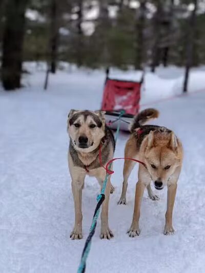 Nature's Kennel Sled Dog Racing and Adventures - McMillan,