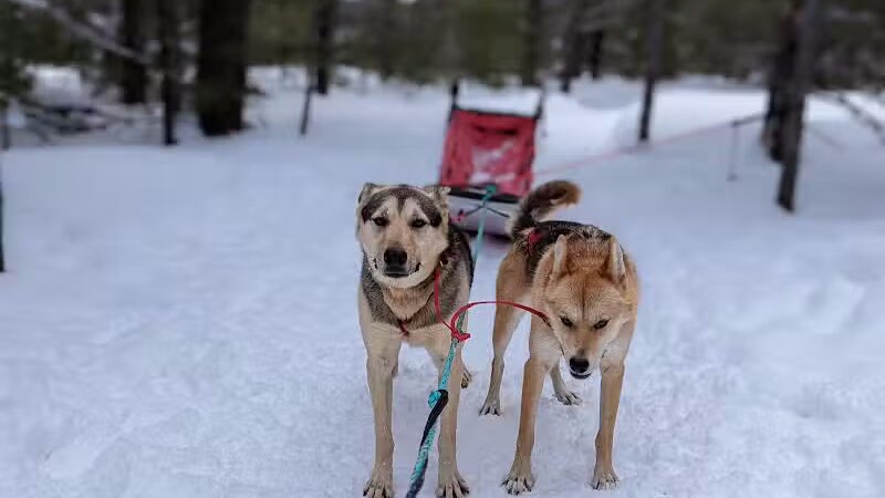 Nature's Kennel Sled Dog Racing and Adventures - McMillan,