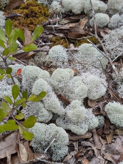 Little Ocmulgee State Park cabin - McRae-Helena, GA