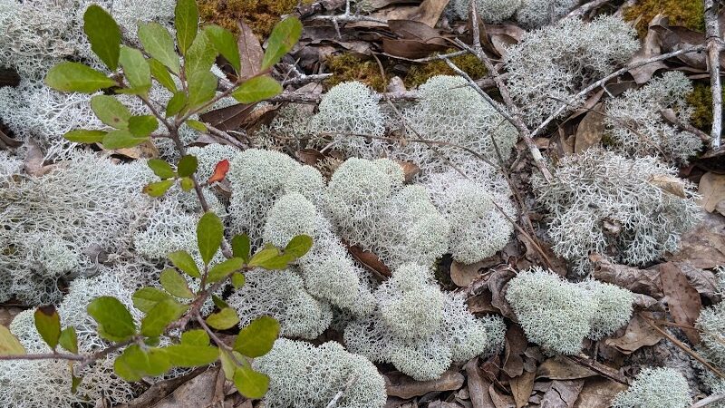 Little Ocmulgee State Park cabin - McRae-Helena, GA