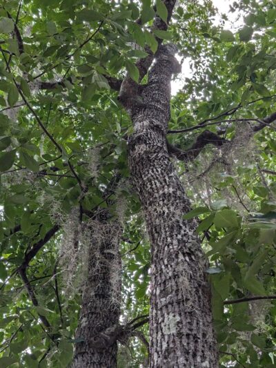 Little Ocmulgee State Park cabin - McRae-Helena, GA