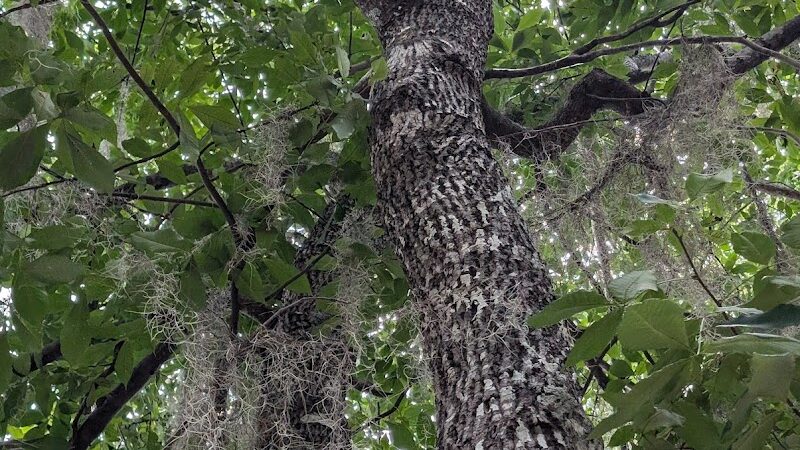 Little Ocmulgee State Park cabin - McRae-Helena, GA