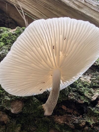 Little Ocmulgee State Park cabin - McRae-Helena, GA