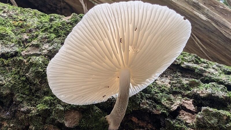 Little Ocmulgee State Park cabin - McRae-Helena, GA